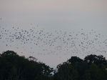 FZ031727 Crows over trees.jpg